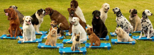 Dog Banner copy